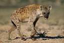 La hyène tachetée ou rayée