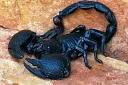 Scorpions noirs ou blancs