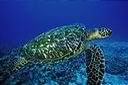 La tortue marine 