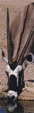L'oryx, symbole de la r�serve de Guembeul