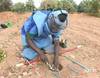Carnage des mines en Casamance et déminage - 11334 vues