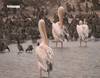 Le parc national aux oiseaux du Djoudj - 10426 vues